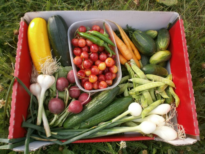Bio zelenina a ovocie z vlastnej záhrady | Kvalitné slovenské potraviny